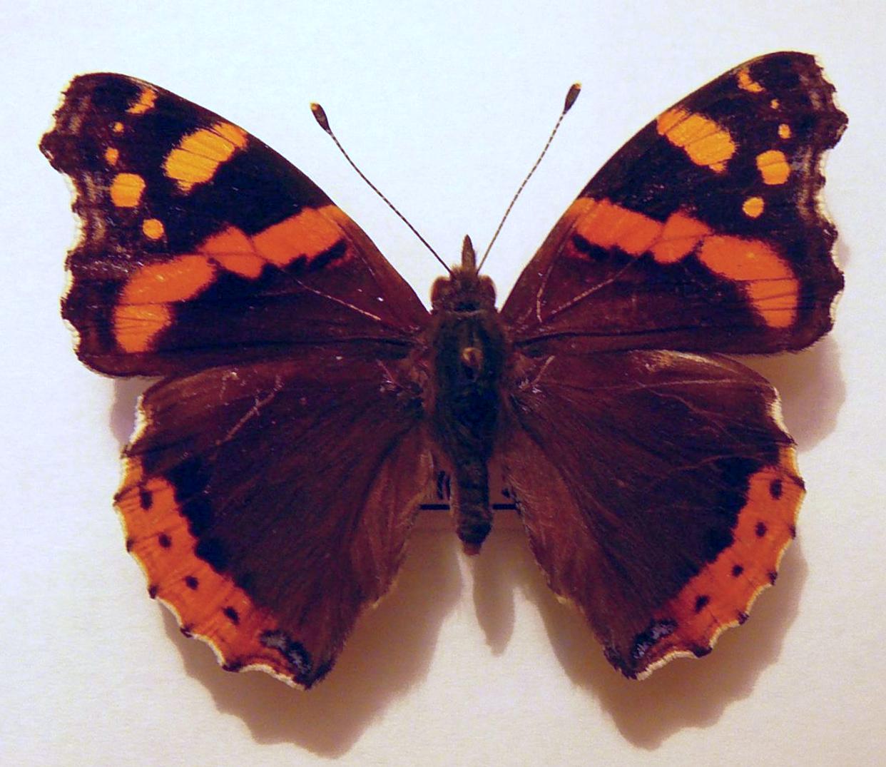 Vanessa atalanta (aberration, white color replaced by orange, 2300 m, Fagaras mountain, 2008, leg. Luigi Puiu) Z2 [Internet image property of respective owner, non commercial use only]